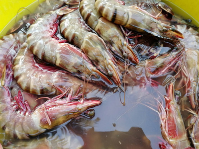 水产养殖 健康 动物 食物 晚餐 海的 开胃菜 海鲜 营养