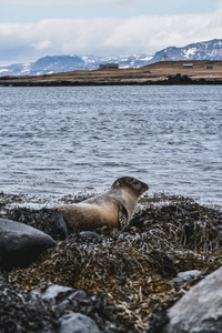 Wildlife in Iceland. Travel West Coast. 