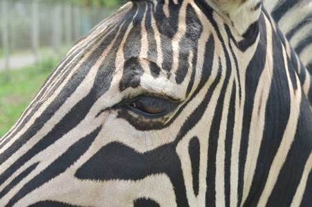 条纹 斑马 面对 野生动物 动物园 自然 哺乳动物 游猎