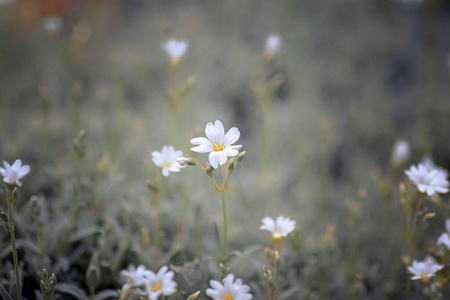 开花 美丽的 美女 自然 草地 植物区系 花的 领域 特写镜头