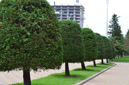 风景 太阳 夏天 季节 自然 森林 树叶 花园 草坪 秋天