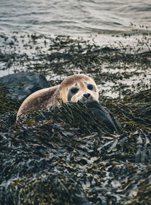 Wildlife in Iceland. Travel West Coast. 