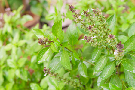 美味的 自然 香料 调味品 分支 颜色 蔬菜 沙拉 植物