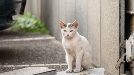 基蒂 等待 宝贝 哺乳动物 猫科动物 街道 可爱极了 毛皮