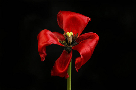 耻辱 郁金香 花粉 植物区系 花瓣 植物学 枯萎 开花 雄蕊