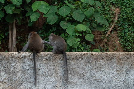 野生猴子在巴厘岛的热带森林里玩耍