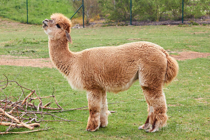 美洲驼喇嘛或羊驼在田野里动物唱歌的概念动物园里的动物