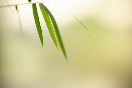 纹理 变模糊 自然 模糊 竹子 植物学 春天 花园 颜色