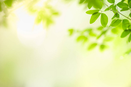 花的 季节 美丽的 花园 生态学 植物区系 集中 郁郁葱葱