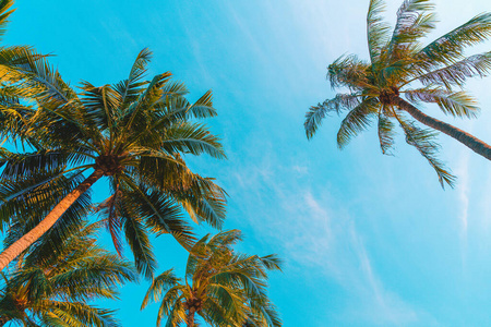 夏天 假日 亚洲 风景 场景 气候 春天 棕榈 丛林 自然