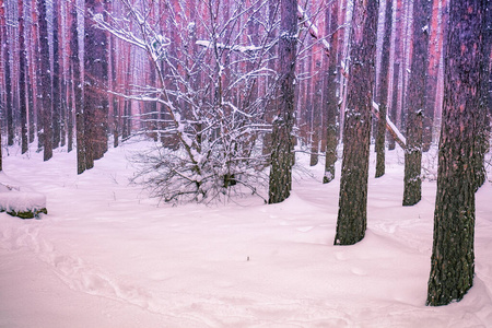 日落 暴风雪 环境 冬天 自然 场景 灌木 童话 圣诞节