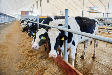 畜栏 鼻涕 兽群 小牛 标签 乳制品 牧场 农事 生产 牲畜