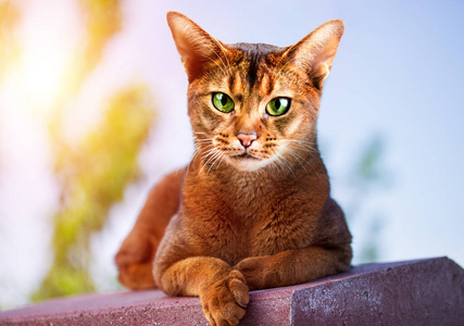 特写镜头 阿比西尼亚人 猫科动物 小猫 繁殖 肖像 纯种
