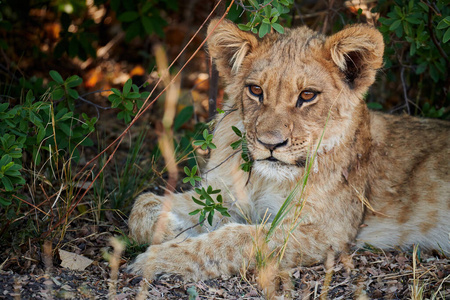 克鲁格 猫科动物 动物 自然 狮子座 幼兽 肯尼亚 游猎