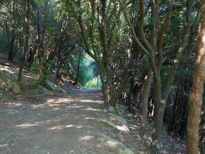 落下 乡村 森林 阳光 风景 植物 徒步旅行 追踪 公园