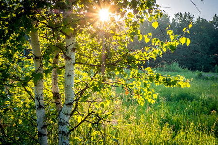 落下 美丽的 阳光 树林 公园 树皮 黎明 森林 季节 分支
