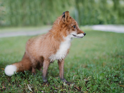 雨后的湿狐狸在公园散步大自然