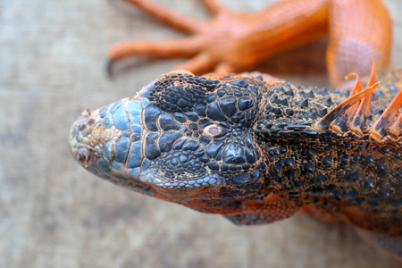 鬣蜥科 规模 肖像 动物 休息 颜色 自然 蜥蜴 丛林 野生动物