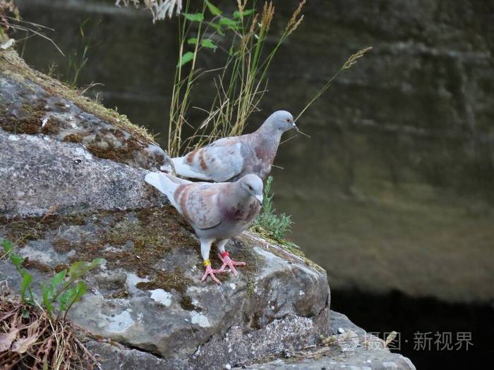 两只鸽子在岩石上