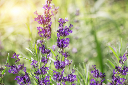 紫色 普罗旺斯 草药 芳香 香水 薰衣草 花束 植物 开花