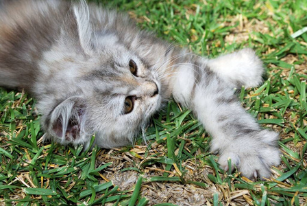 美丽的 毛茸茸的 自然 毛皮 西班牙 动物 西班牙语 小猫