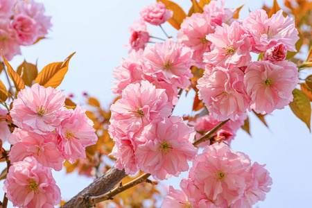 日本人 外部 美丽的 果园 芬芳 春天 细枝 自然 颜色