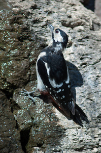 大斑点啄木鸟大坦尼里饮用水。