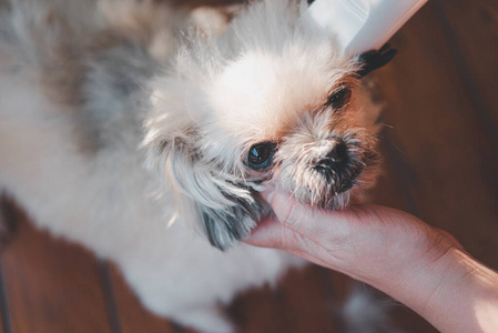 发型 可爱的 可爱极了 沙龙 米色 犬科动物 头像 贵宾犬
