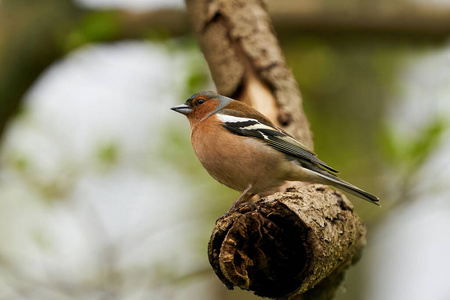 丹麦 动物群 荒野 动物 野生动物 环境 欧洲 金翅雀 自然