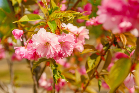 果园 樱花 花园 植物 芬芳 植物区系 粉红色 分支 樱桃