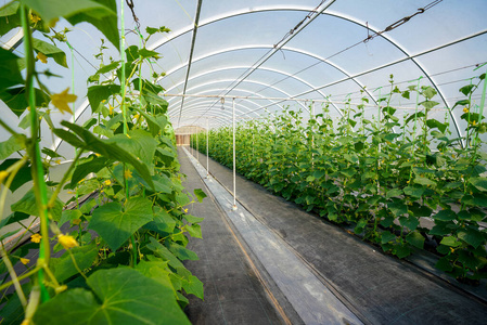 农场 食物 植物 技术 栽培 行业 领域 园艺 收割 自然