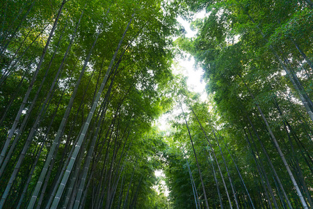 自然 摄影 杭州 缺席 风景 森林