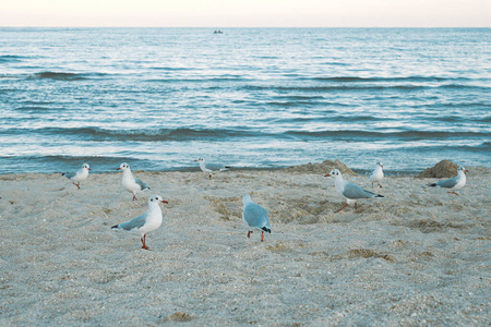 动物 海鸥 天空 海岸 夏天 海洋 海滩 自然 波浪 野生动物