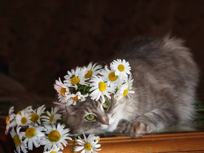 洋甘菊 毛皮 毛茸茸的 特写镜头 画报 有趣的 花园 海报