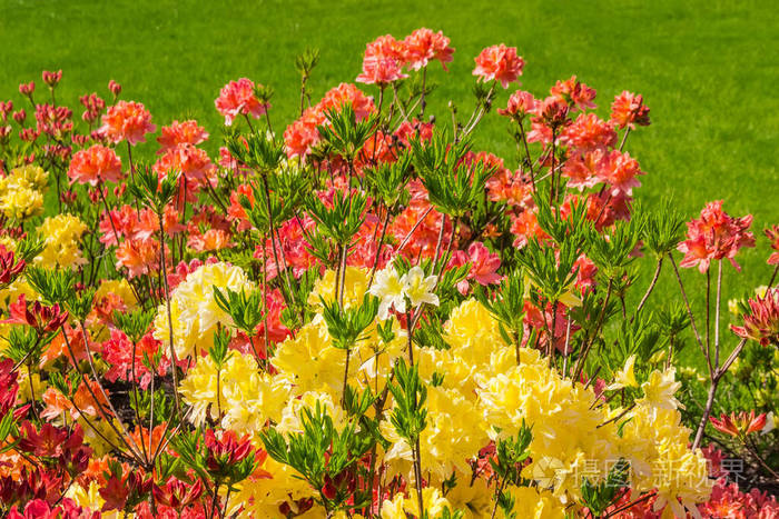 多年生植物 公园 草坪 开花 花序 风景 植物区系 林间空地