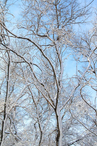 假日 十二月 天空 天气 木材 森林 冷冰冰的 场景 分支