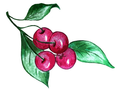 维生素 浆果 樱桃 分支 饮食 植物 水果 食物 细枝 自然