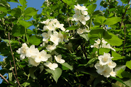 植物 美丽的 花园 生长 茉莉 芳香 园艺 分支 植物区系