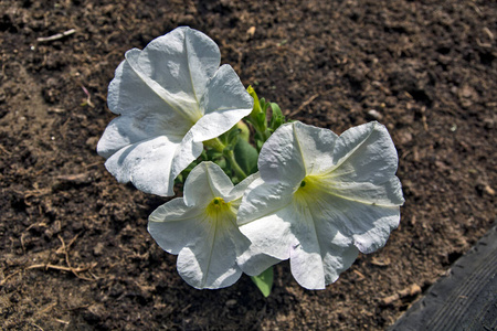 自然 美丽的 粉红色 园艺 生长 植物 盛开 浪漫的 花园