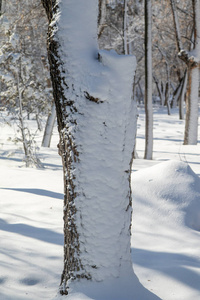 自然 木材 天气 寒冷的 季节 风景 森林 白霜 冬天 阳光