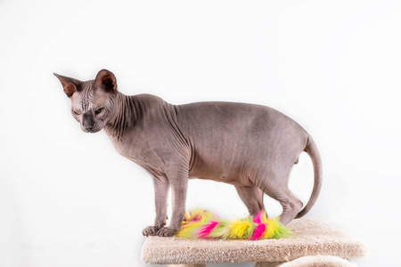 Portrait of a pretty sphinx indoors, bald cat, the cat is on a s