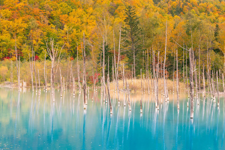 池塘 自然 风景 秋天 伍兹 旅行 公园 场景 季节 假期