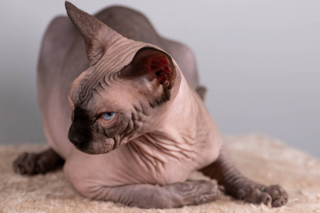 室内有一只漂亮的狮身人面像,秃头猫,这只猫是在一根挠痒痒的柱子上