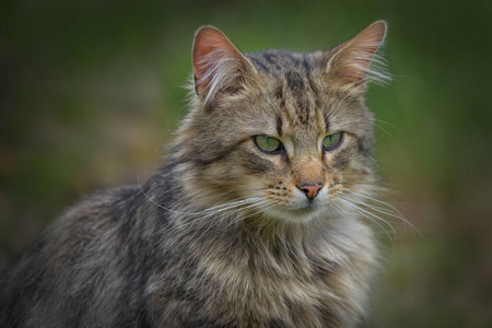 宠物 哺乳动物 小猫 肖像 自然 动物 面对 眼睛 美丽的