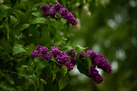 自然 夏天 波基 紫色 利拉克 春天