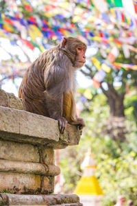 动物 公园 恒河猴 自然 旅行 斯瓦扬布纳特寺 加德满都