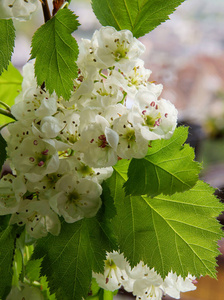 春天 山梨 公园 开花 花园 植物区系 盛开 季节