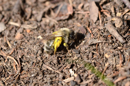授粉 自然 大黄蜂 昆虫 动物 特写镜头 蜜蜂 花粉