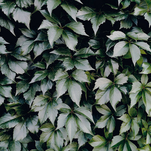 花园 纹理 丛林 环境 植被 特写镜头 绿色植物 季节 自然