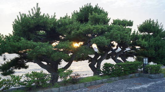 假期 太阳 农业 日落 海滩 农场 哺乳动物 风景 领域